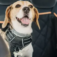 Ein fröhlicher Beagle mit Geschirr sitzt auf der Rückbank eines Taxis.