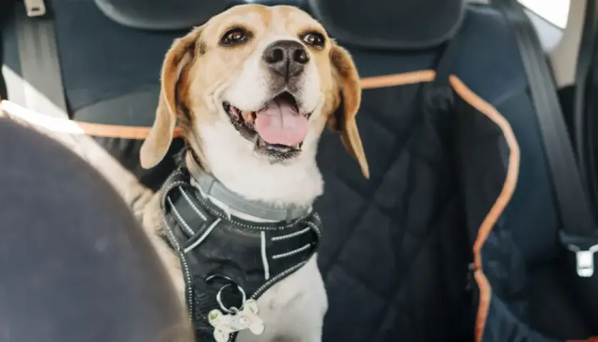 Ein fröhlicher Beagle mit Geschirr sitzt auf der Rückbank eines Taxis.