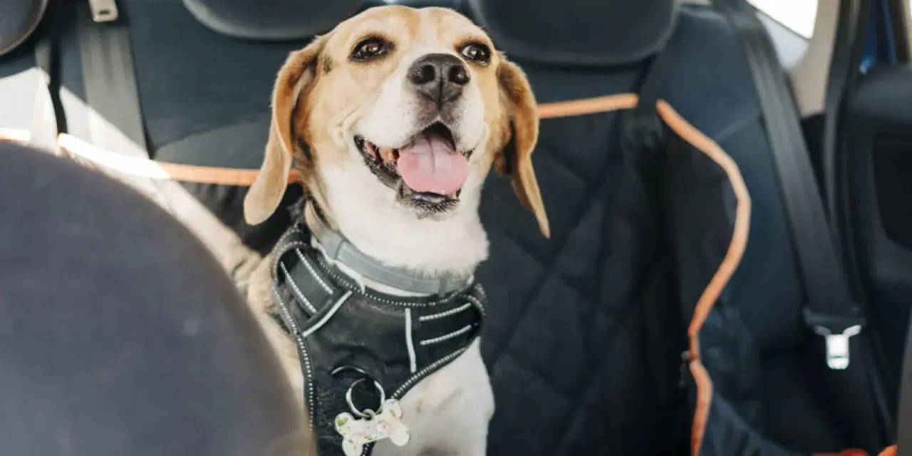 Ein fröhlicher Beagle mit Geschirr sitzt auf der Rückbank eines Taxis.
