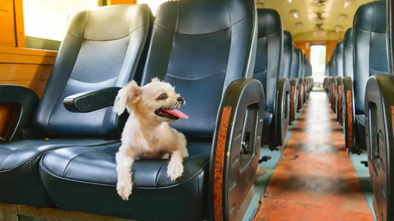 Kleiner, heller Hund sitzt auf einem Sitz im Bus NRW und schaut neugierig aus dem Fenster.