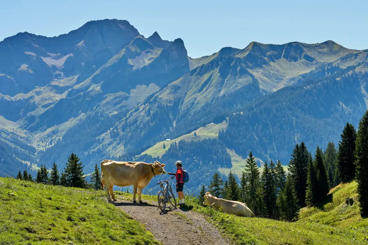 Radfahrer auf dem Alpe-Adria-Radweg selbst organisieren, trifft neugierige Kühe vor alpiner Bergkulisse.